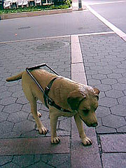 Service dog sculpture at Metrotech Plaza in Br...